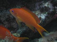 キンギョハナダイ.jpg キンギョハナダイ.jpg