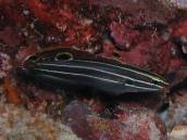 キンセンハゼ.jpg キンセンハゼ.jpg