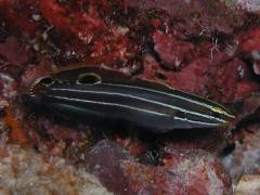 キンセンハゼ.jpg キンセンハゼ.jpg