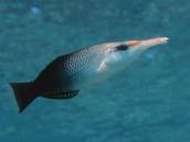 クギベラ.jpg クギベラ.jpg