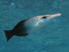 クギベラ.jpg クギベラ.jpg