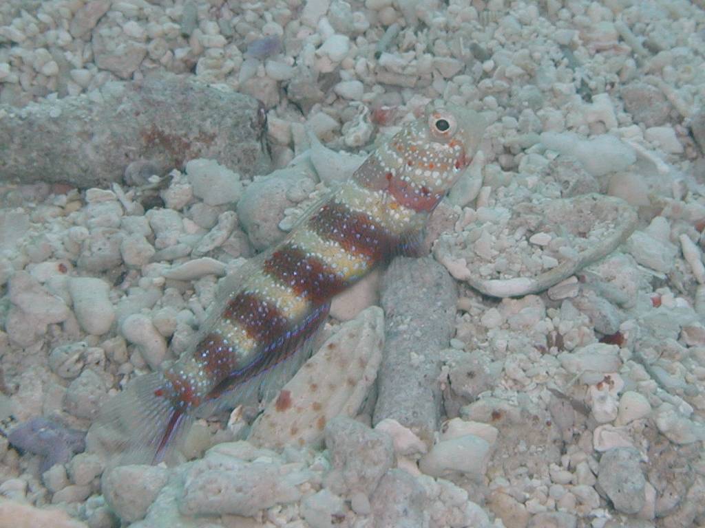 クビアカハゼ クビアカハゼ