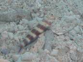 クビアカハゼ.jpg クビアカハゼ.jpg