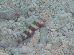 クビアカハゼ.jpg クビアカハゼ.jpg