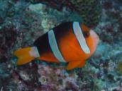 クマノミ.jpg クマノミ.jpg