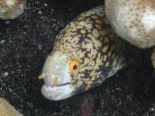 クモウツボ.jpg クモウツボ.jpg