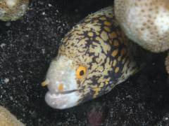 クモウツボ.jpg クモウツボ.jpg