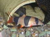 クラウン・ローチ クラウン・ローチ