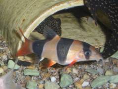 0926-4593.jpg 0926-4593.jpg