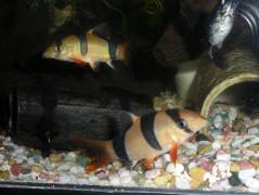 1028-5969.jpg 1028-5969.jpg