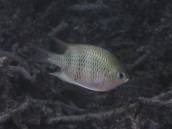 クラカオスズメ.jpg クラカオスズメ.jpg