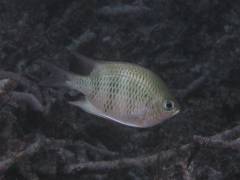 クラカオスズメ.jpg クラカオスズメ.jpg