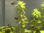 クリスタル・レインボー・テトラ クリスタル・レインボー・テトラ