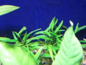 クリプトコリネ・ウィリッシー クリプトコリネ・ウィリッシー