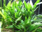 クリプトコリネ・ルテア クリプトコリネ・ルテア