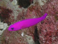 クレナイニセスズメ.jpg クレナイニセスズメ.jpg