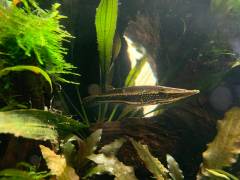 0F49C496-DE0E-4653-BCEB-7C83B9CC688C.jpeg 0F49C496-DE0E-4653-BCEB-7C83B9CC688C.jpeg