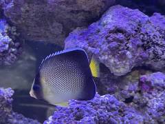 5D9AEC64-32D2-4BCE-8609-46D0E6079D9E.jpeg 5D9AEC64-32D2-4BCE-8609-46D0E6079D9E.jpeg