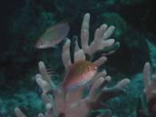 クロヘリイトヒキベラ.jpg クロヘリイトヒキベラ.jpg