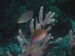 クロヘリイトヒキベラ.jpg クロヘリイトヒキベラ.jpg