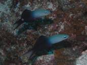 クロユリハゼ.jpg クロユリハゼ.jpg