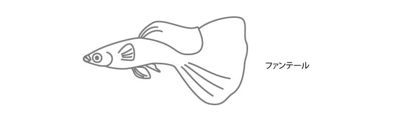 fantail.png fantail.png