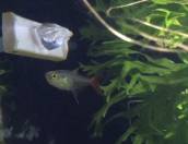 グラスブラッドフィン グラスブラッドフィン