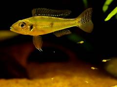 Green_Dwarf_Cichlid-2.jpg Green_Dwarf_Cichlid-2.jpg