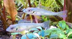 Green_Dwarf_Cichlid.jpg Green_Dwarf_Cichlid.jpg