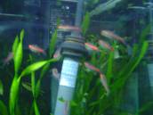 グローライト・テトラ グローライト・テトラ