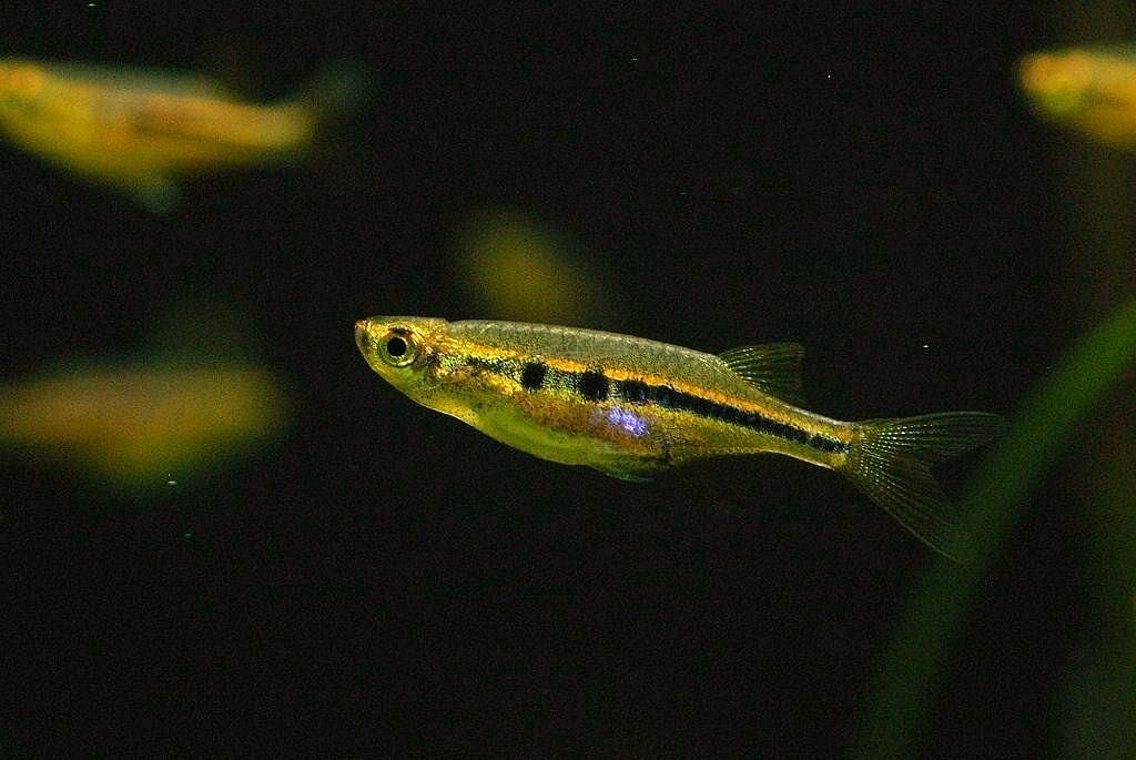 ケラ・ダディブルジョリィ ケラ・ダディブルジョリィ