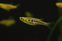 ダディブル.jpg ダディブル.jpg