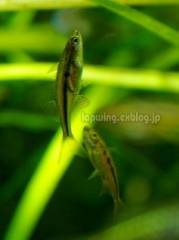 IMGP0891.jpg IMGP0891.jpg