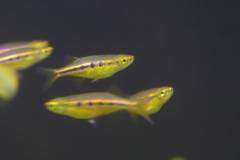 Laubuca dadiburjori445.jpg Laubuca dadiburjori445.jpg