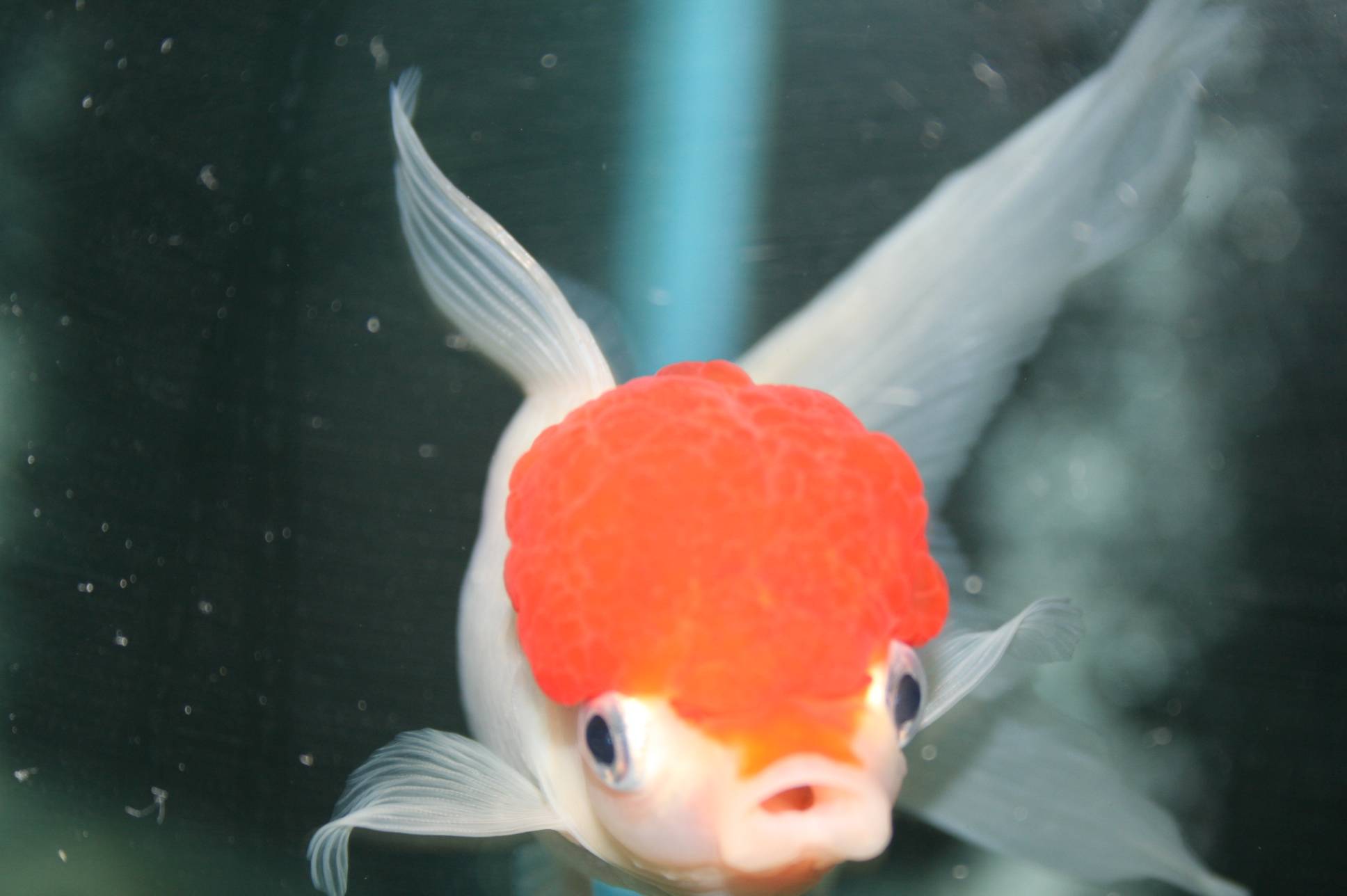 コウトウタンチョウ アクアリウムwiki コウトウタンチョウ アクアリウムwiki