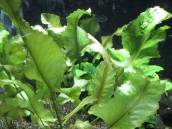 浮き草図鑑 アクアリウムwiki