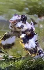 64908BB4-4C24-41B7-A751-2622AD8D9541.jpeg 64908BB4-4C24-41B7-A751-2622AD8D9541.jpeg