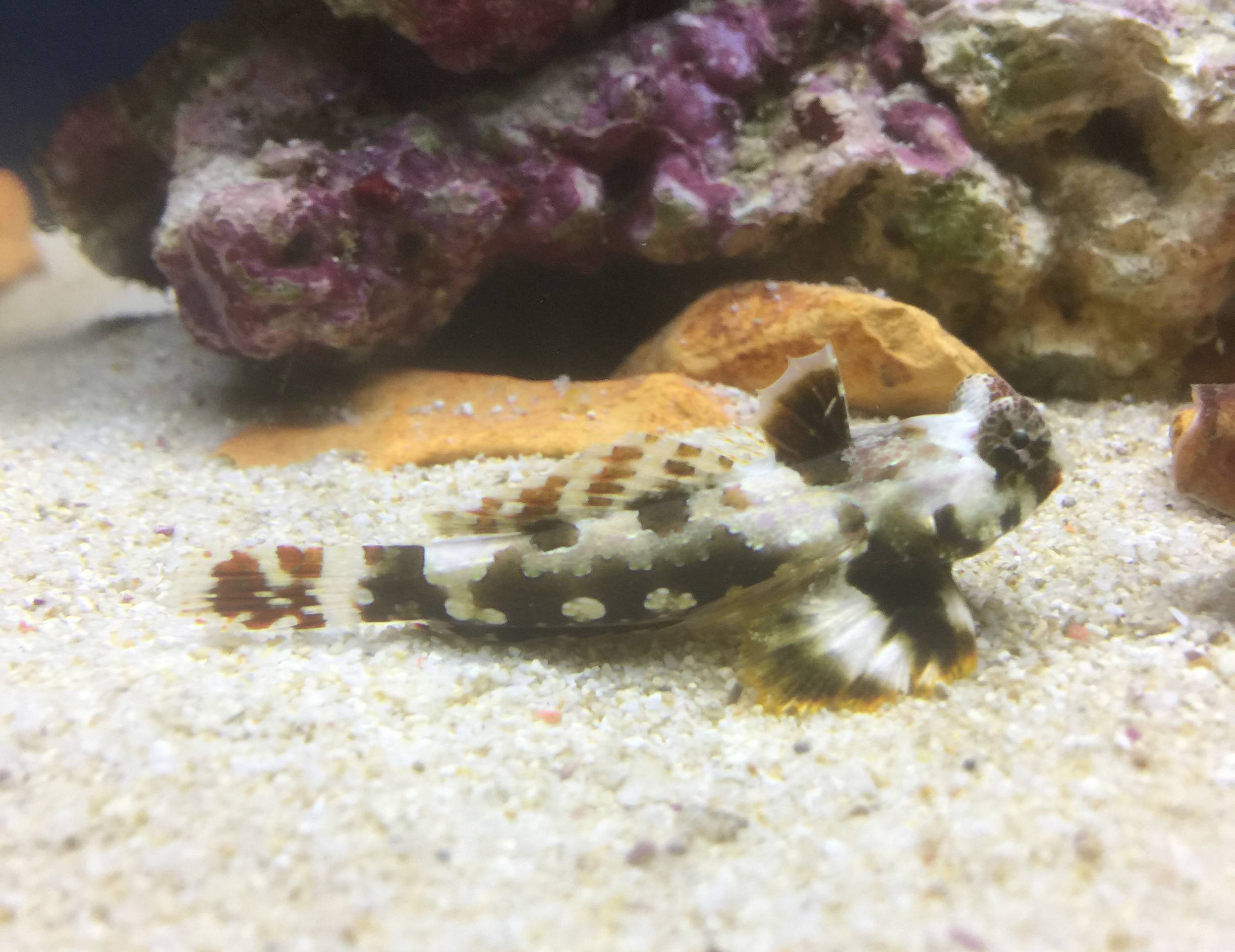 コウワンテグリ コウワンテグリ