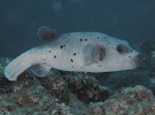 コクテンフグ.jpg コクテンフグ.jpg