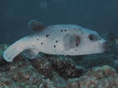 コクテンフグ.jpg コクテンフグ.jpg