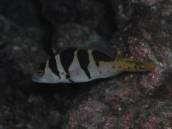 コクハンアラ.jpg コクハンアラ.jpg