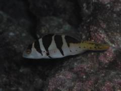 コクハンアラ.jpg コクハンアラ.jpg