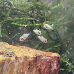 IMG_3EFB0222CAE3-1.jpeg IMG_3EFB0222CAE3-1.jpeg