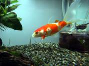 DSC00761.jpg DSC00761.jpg