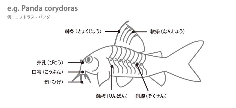 corydoras.png corydoras.png