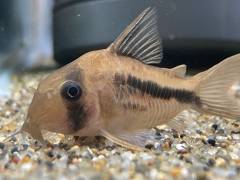 7DCC5BE1-E408-4700-BA4A-87DC2DE9D4BE.jpeg 7DCC5BE1-E408-4700-BA4A-87DC2DE9D4BE.jpeg