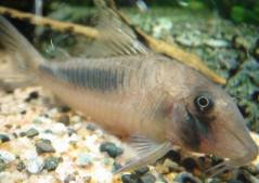 INR06213.jpg INR06213.jpg