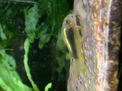 006C38BE-0597-4CDB-BE75-1A846603DF89.jpeg 006C38BE-0597-4CDB-BE75-1A846603DF89.jpeg