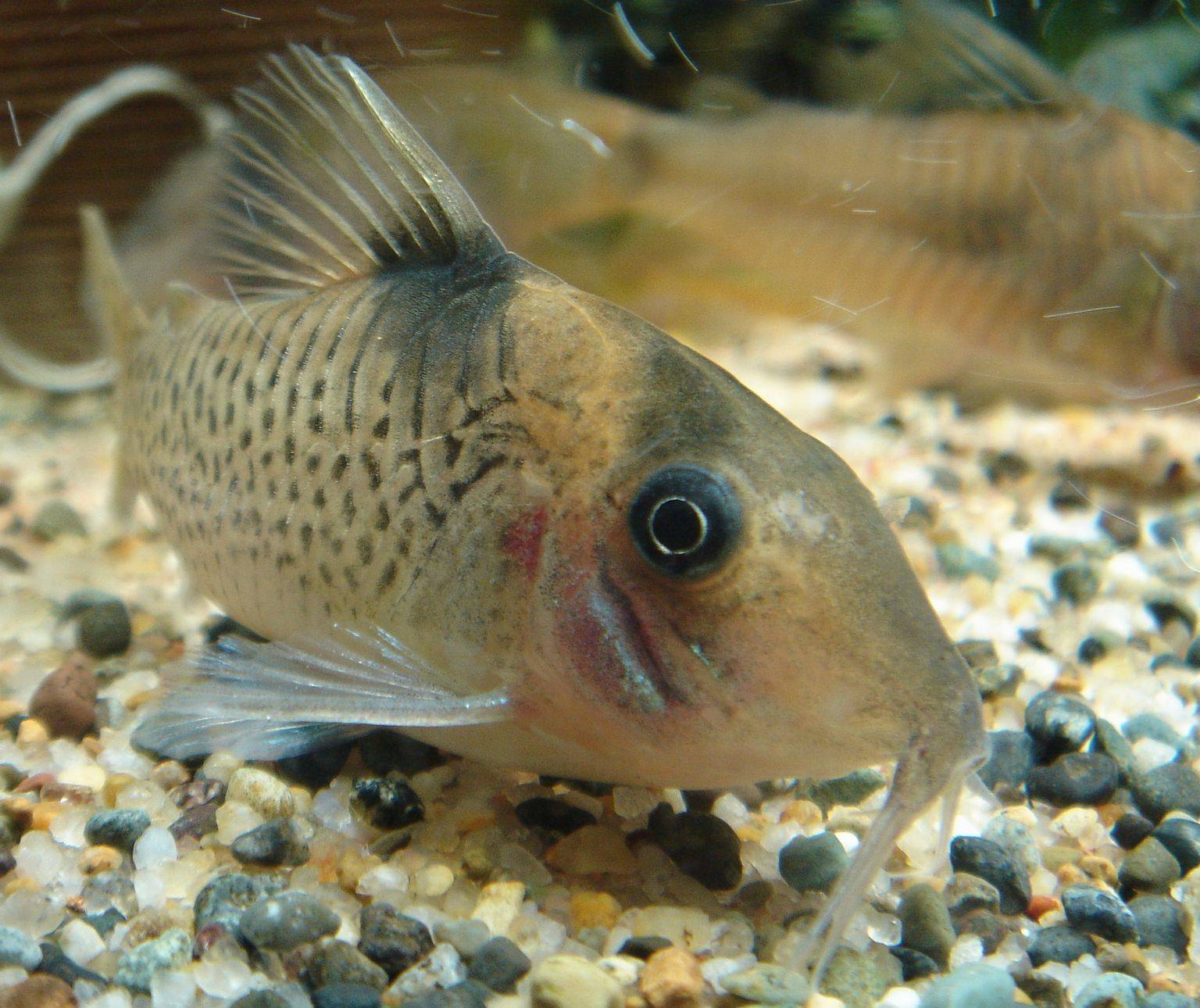 コリドラス・エフィピフェール コリドラス・エフィピフェール