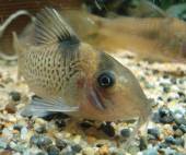 コリドラス・エフィピフェール コリドラス・エフィピフェール